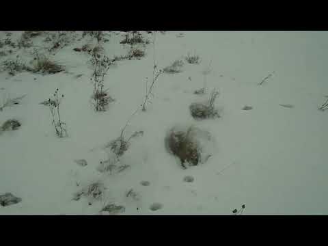 Видео: Охота на зайца 13 01 2025.Первый заяц 2025 года