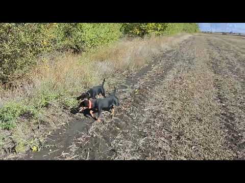 Видео: Ягдтер'єрка, перші хвилини в угіддях. Вчимося.