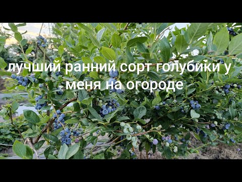 Видео: Подкормка, сбор, ранний сорт голубики
