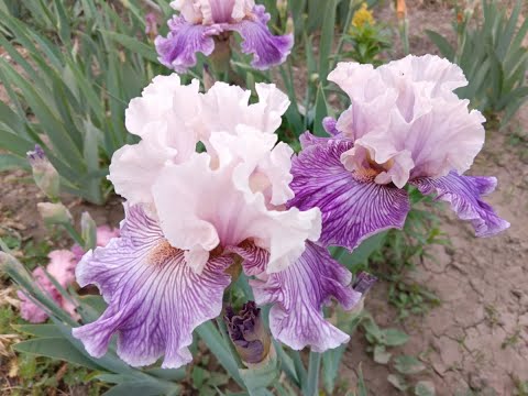 Видео: Предлагаю Ирисы.  Ватсап +7 995 18 111 99