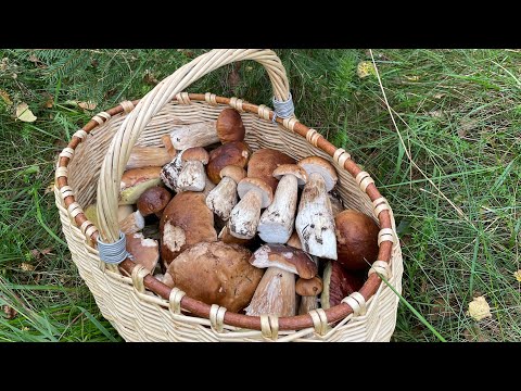 Видео: Собираем только белые грибы