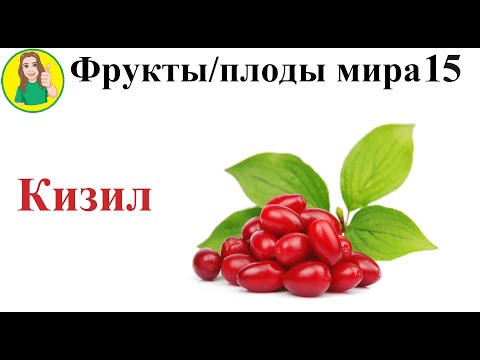 Видео: Фрукты   плоды мира 15 – Кизил Сыроедение Фрукторианство