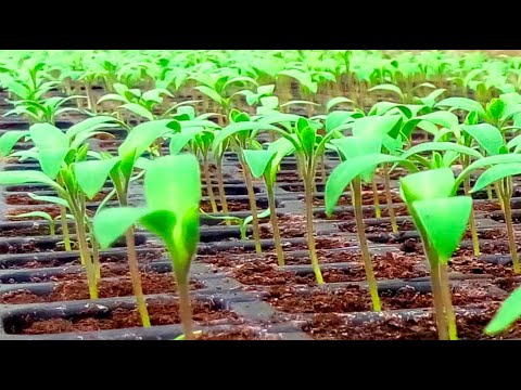 Видео: Про вирощування розсади у касетах