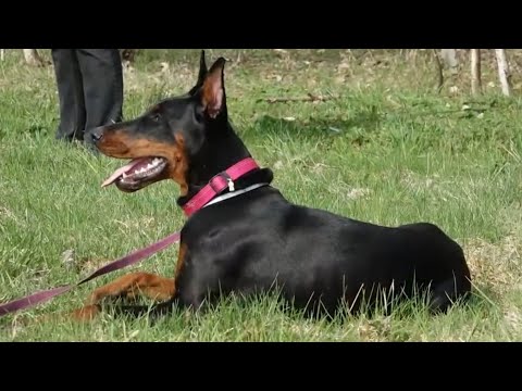 Видео: Догтренинг 510. Правильный доберман  От щенка до собаки мечты!