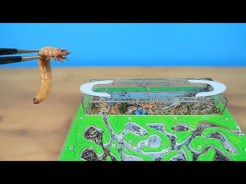 Видео: Битва огромного зофобаса с муравьями! Запрещенное видео!