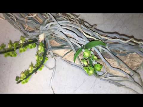 Видео: Как выращивают орхидеи мои американские друзья. Май. Цветение орхидей у орхоголиков нашего клуба-)