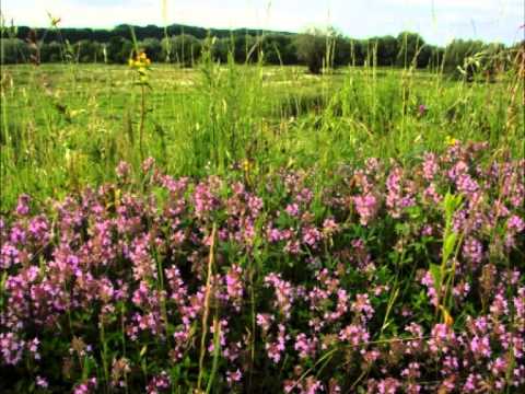 Видео: Ольга Павловська, Євгенія Крикун. Чебреці