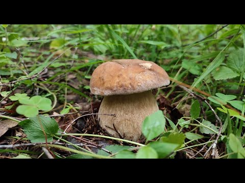 Видео: За белыми грибами в Ступинский район. #грибы2023