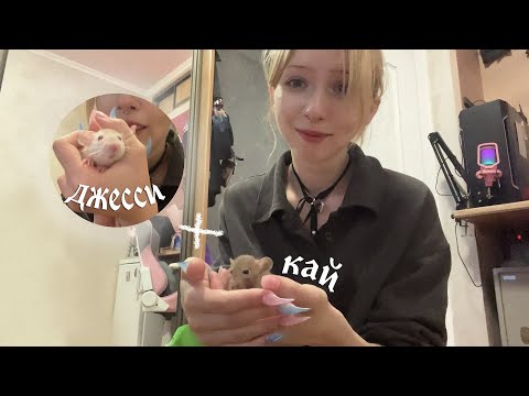 Видео: крысиный отряд