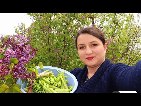 Видео: Թթվացու Քաղելու Սեզոնը Բացվեց - Весенный урожай Квашенные Травы Фенхель (бохи)-Շամշադին Шамшадин