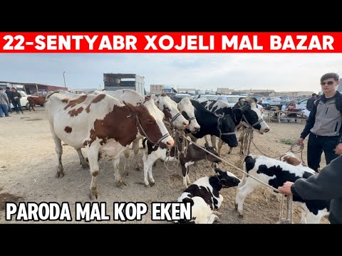 Видео: 22-СЕНТЯБРЬ ХОЖЕЛИ МАЛ БАЗАР/СКОТНЫЙ РЫНОК/BUQALAR/BIGGEST BULLS IN THE WORLD/EXPENSIVE BULLS