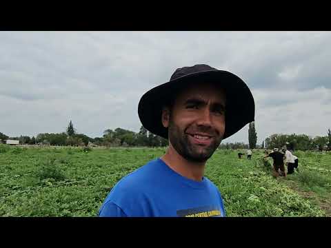 Видео: Шикарный урожай арбуза сорта Каристан с капельным применением препарата Стартеко