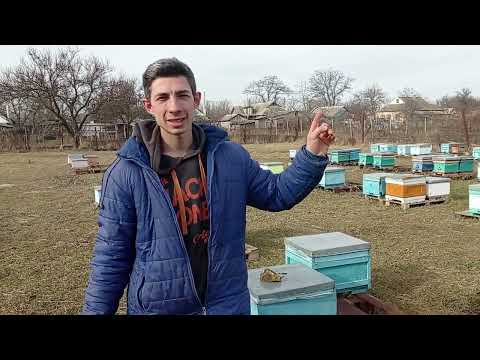 Видео: Тепло пчела полетела.  минус 135 пчелосемей.