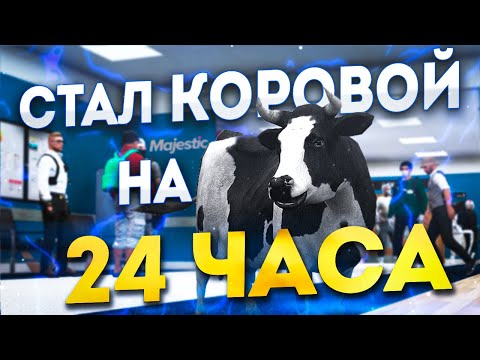 Видео: СТАЛ КОРОВОЙ на 24 ЧАСА в GTA 5 RP MAJESTIC/ ГТА 5 РП МАДЖЕСТИК / БУДНИ БОМЖА