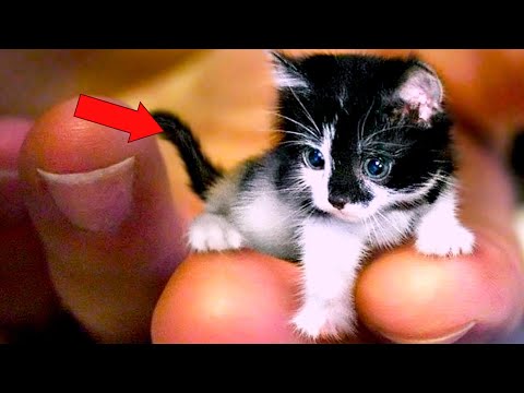 Видео: 15 Самых Маленьких Пород Кошек На Планете