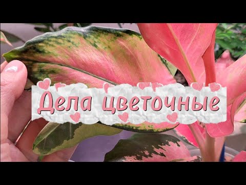 Видео: Дела цветочные: пересадка папоротника, готовим алоказию к переукоренению, любуемся цветочками