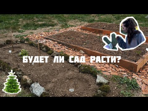 Видео: Посадили клубники и еще чуку фруктовых кустарников/ Потеряли микрофон/Чуть не забрали в полицию/