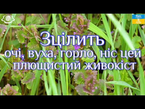 Видео: Зцілить очі, вуха, горло, ніс цей плющистий живокіст