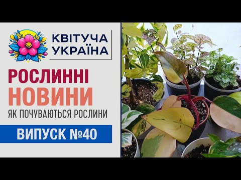 Видео: Рослинні новини. Як почуваються рослини взимку. Що вмирає, що росте.