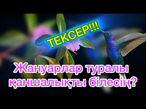 Видео: Қызықты сұрақтар / Қызықты куиз / ойындар