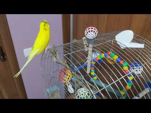 Видео: Життя хвилястиків !!!ох і дають!