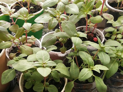 Видео: Годеция. ч.3  Стебли рассады короткие и толстые! 4 недели после пикировки.  Выращивание из семян.