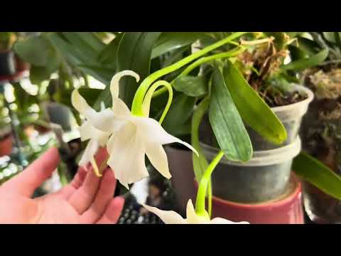 Видео: Орхидея с Божественным ароматом! Angraecum Magdalenae