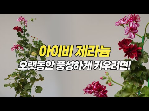 Видео: Обрезка деревьев плющевидной герани и новые методы обрезки - Домашнее садоводство