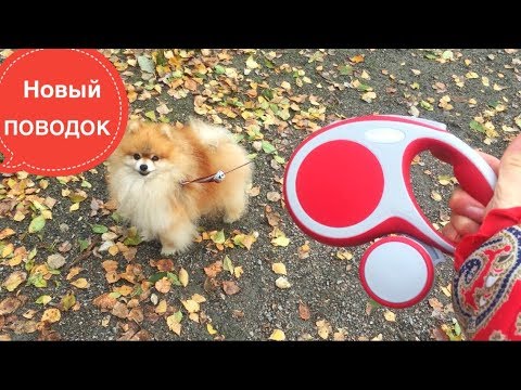 Видео: ПОВОДОК ДЛЯ СОБАКИ FLEXI VARIO+ Мультибокс
