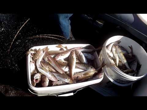 Видео: Ловим Черноморскую пикшу, рыбозаготовка 08.05.2016г