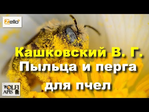 Видео: #Кашковский В. Г. Пыльца и перга для пчел.