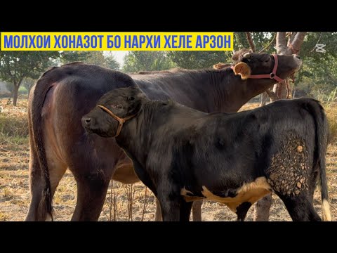 Видео: МОЛҲОИ ХОНАЗОТ БО НАРХИ ХЕЛЕ АРЗОН 26 октября 2025 г.