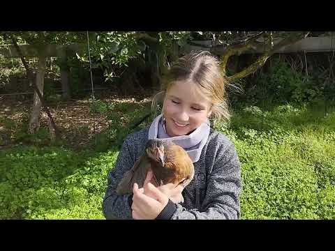 Видео: 55.  ЖИЗНЬ и работа на ХУТОРЕ.  Начинаем сбор АПЕЛЬСИНОВ.  Неприятности в КУРЯТНИКЕ.