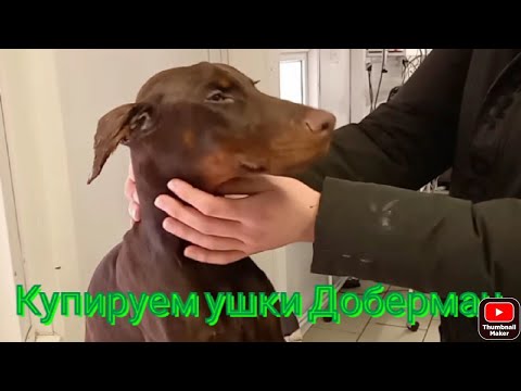 Видео: купирование ушей #доберман #купированиеушей #гомель #выходной