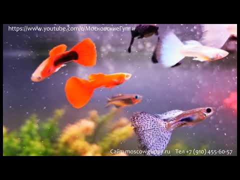 Видео: ДОМАШНИЙ АКВАРИУМ ДЛЯ ГУППИ. ЧАСТЬ 10. ГУППИ В АКВАРИУМЕ. / A HOME AQUARIUM FOR GUPPIES. PART 10.