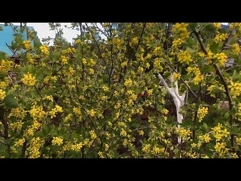 Видео: Кустарники, которые и декоративны, и съедобны. Часть 4. Золотистая смородина.