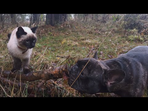 Видео: Часть 33. Сиамская кошка Шани и французский бульдог Егор вышли 