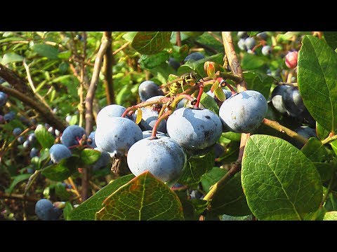 Видео: Как вермикомпост влияет на голубику