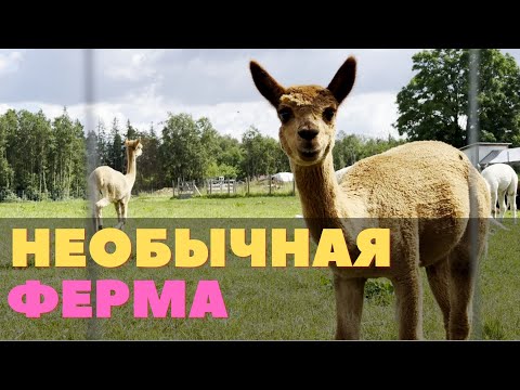 Видео: Как альпаки оказались в Эстонии и почему они живут на хуторе. День открытых хуторов на Wile Alpaca.