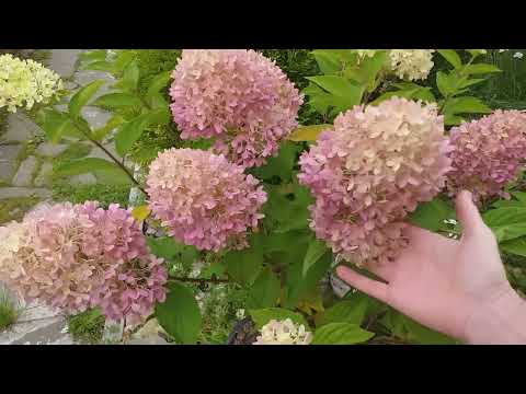 Видео: ОБЗОР ЦВЕТУЩИХ ГОРТЕНЗИЙ 27.09.25г