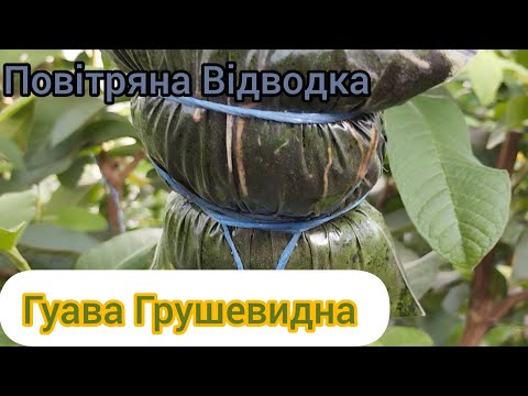 Видео: Гуава Грушевидна - повітряна відводка, що вийшло)))
