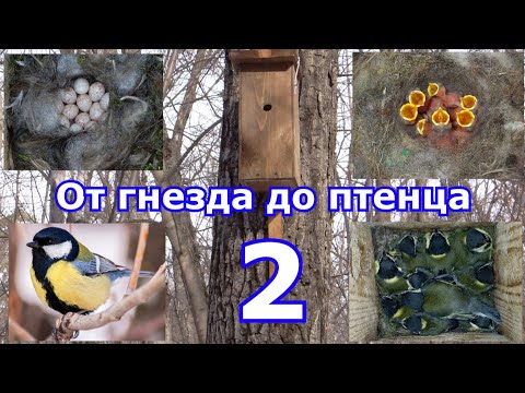 Видео: От гнезда до птенца. Большая синица. Сезон 2024. 2 серия