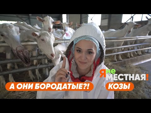 Видео: Я НЕ МЕСТНАЯ / КОЗЫ / СЕЛО НАДЕЖДА / СТАВРОПОЛЬСКИЙ КРАЙ / СЫР