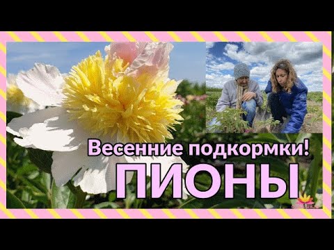 Видео: Уход за пионами весной / Сад Ворошиловой
