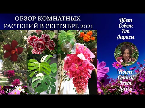 Видео: ОБЗОР КОМНАТНЫХ РАСТЕНИЙ В СЕНТЯБРЕ 2021