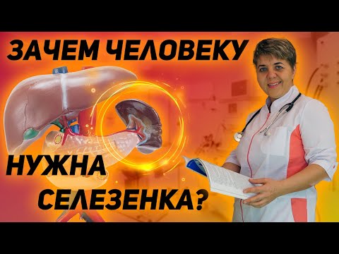Видео: 💊 Селезенка Значение и функции селезенки человека Тревожные сигналы о том что нужно лечить СЕЛЕЗЕНКУ