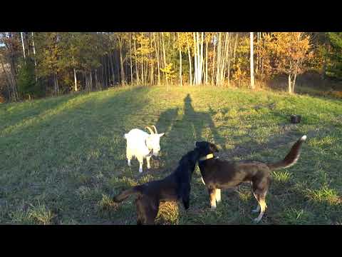 Видео: Из города в деревню / Жизнь в деревне / Коза / Содержание и уход