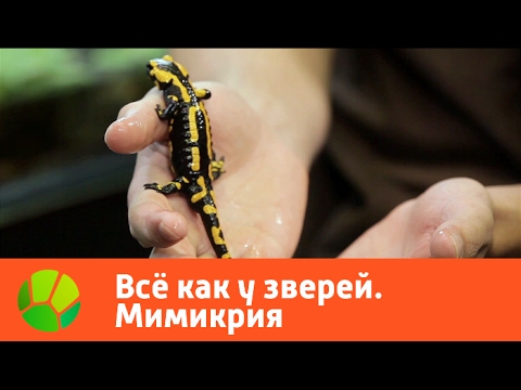 Видео: Все как у зверей. Мимикрия | Живая Планета