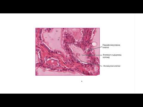 Видео: Щитовидна жлеза – Glandula thyroidea (06:04) ┃teoriyata.com