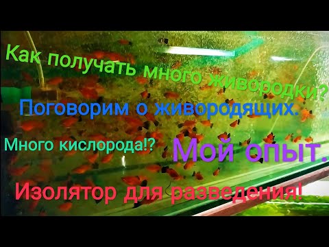 Видео: Как получать много живородящих рыбок?Изолятор.